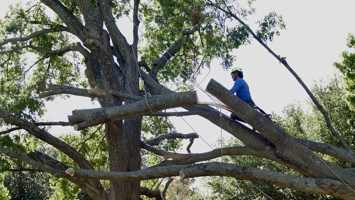 Professional Hazardous Tree Removal performed by certified arborists in Marvin