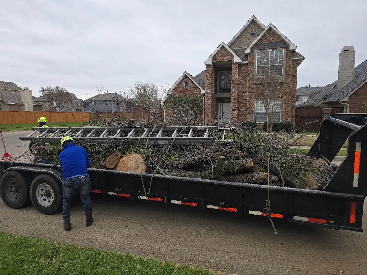 Expert Tree Pest Control with proper safety equipment in Marvin